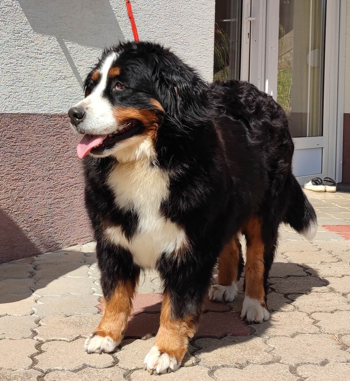 Jamina-Szépe Flóra